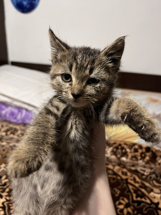 Котенок мальчик