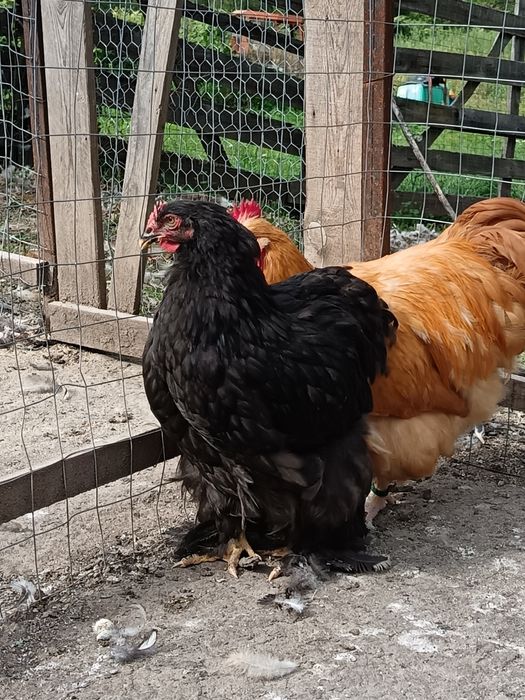 Găini de rasa Cochinchina si Orpington