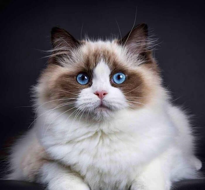 Передержка кошек