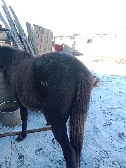 Донен сатамын. Продам жылкы