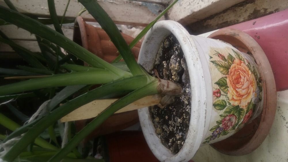 Алоя лечебная 1 год