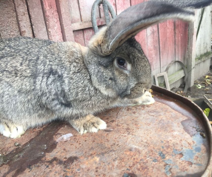 Vând iepuri uriași gri german