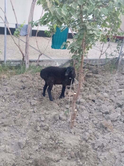 Qara qo'chqor. 8oylik