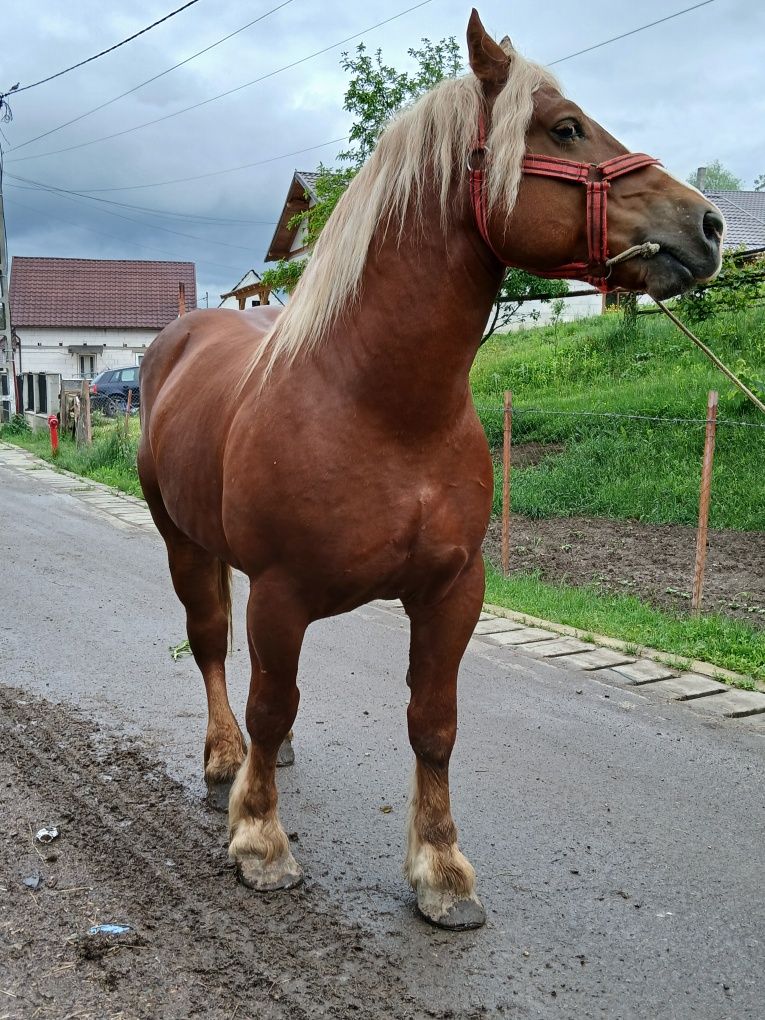 De vânzare armăsar