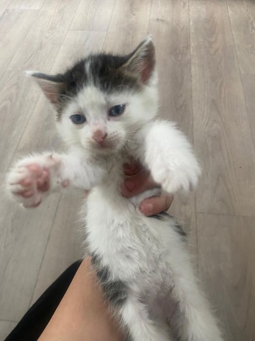 СРОЧНО!! Раздам котят мышеловов