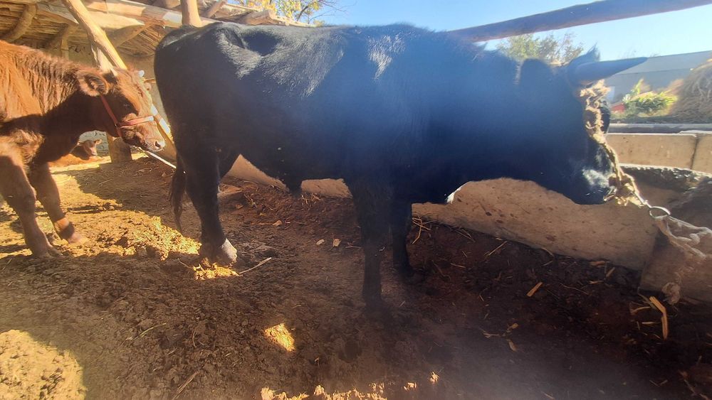 Buqalar 2 ta qora va qizil