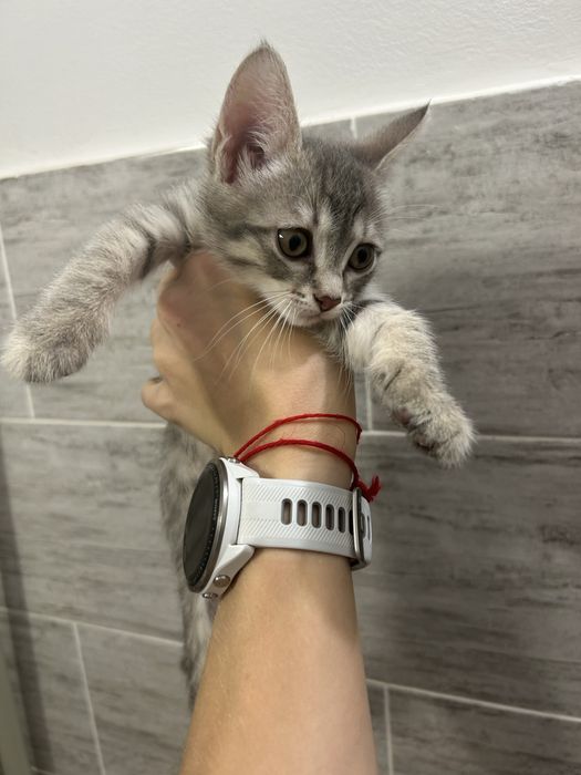 Отдам котенка девочку