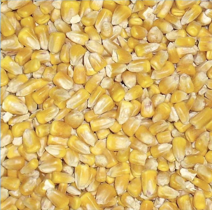 Vand porumb recoltat 2025