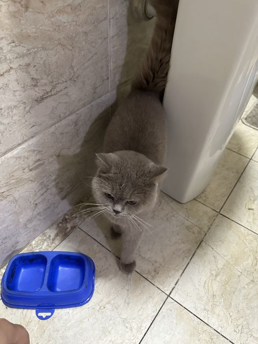 Mushuk 2 ta. O’g’il va qiz. skotish fold va strayt.