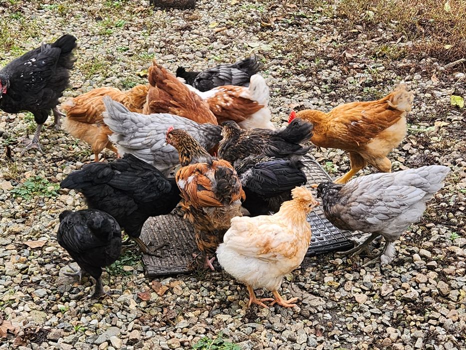 Pui Australorp,Brahma,Araucana dar si alte rase de peste3 lunii