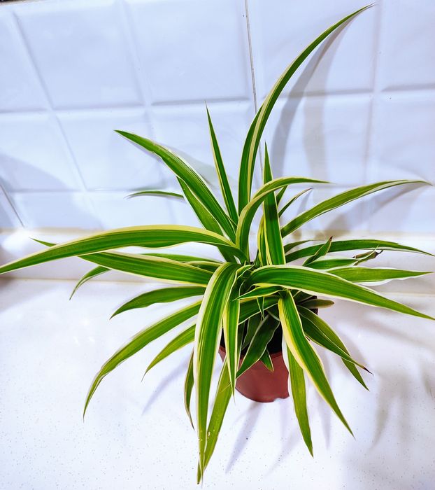 Продаются  разные комнатные цветы.