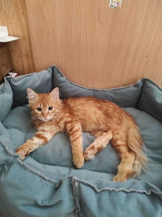 Маленький котенок