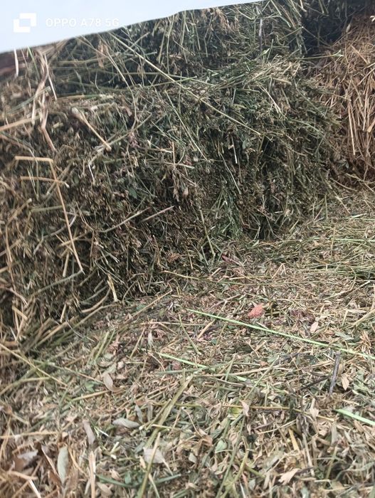 Lucerna prelucrată prin presare