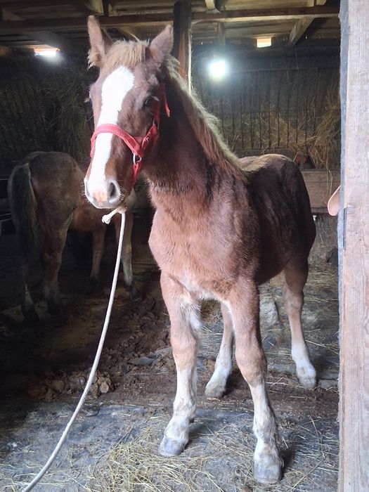 Vand manza de 7 luni !