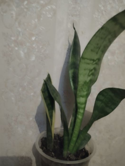 Сансевьерия сортовая  .