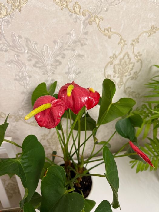 Продам комнатные цветы
