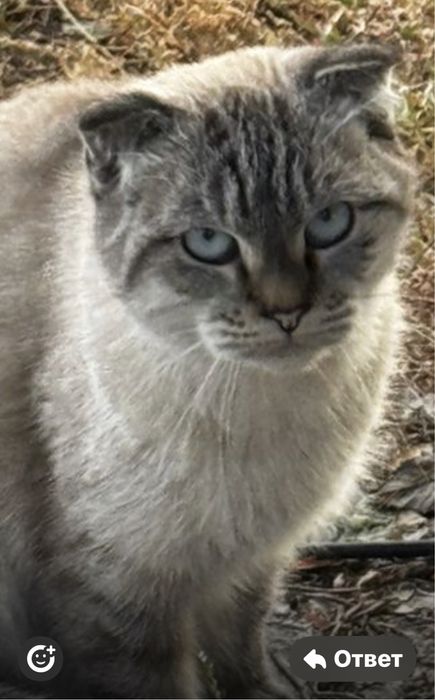 Ищем дом  для кошки  потеряшка