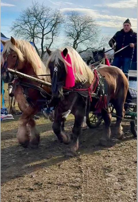 DE VÂNZARE hamuri bune