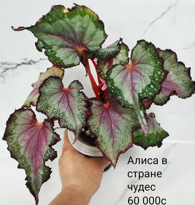 Бегонии декоративно лиственные.