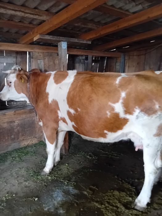 Vând 4 vaci 3 cu lapte una urmează sa fete