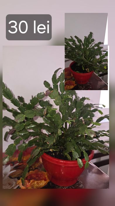 Flori/plante de cameră