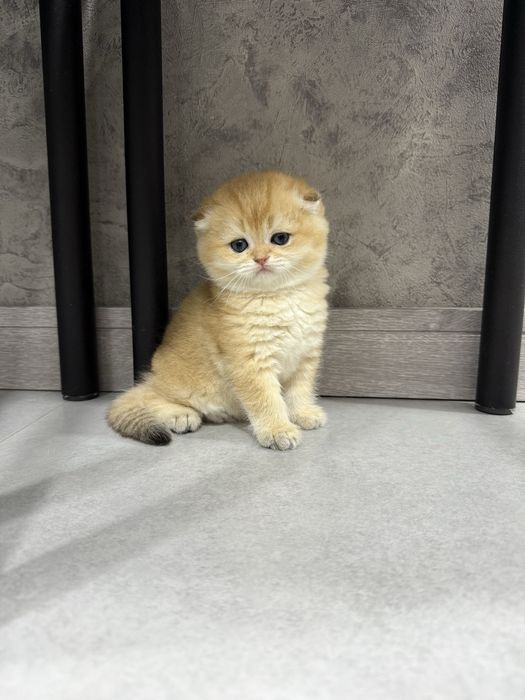 Продаю котят в Ташкенте