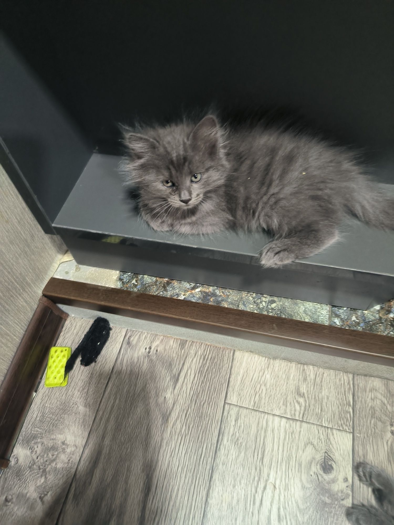 Продаются чудесные котята,приученные к лотку,кушают сами.
