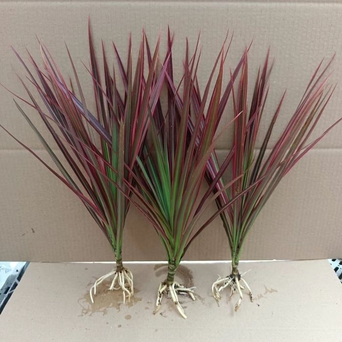 Драцена Маргината (красная] 1шт-1500тг 3-4000тг