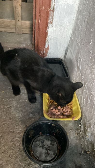 Нужен дом котику срочно!