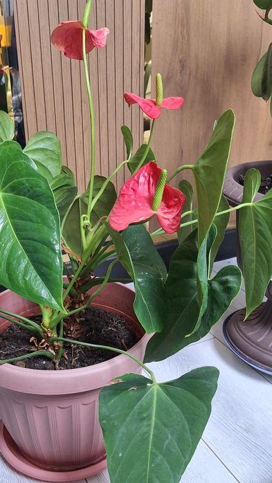 Комнатные растения