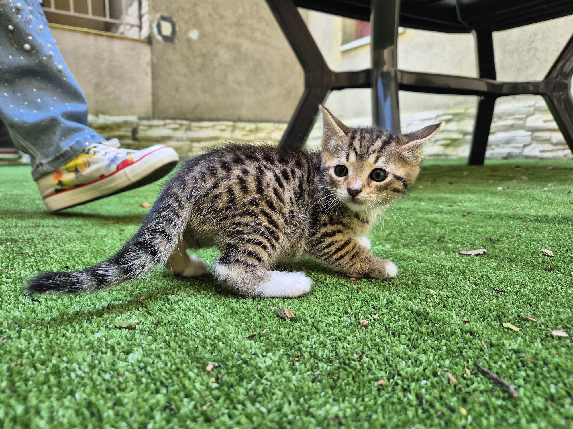 Мъжко коте търси дом