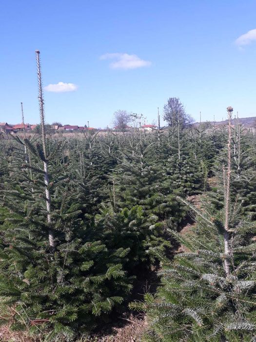 Vand Brazi de Craciun Normandian si Argintii din plantatie proprie