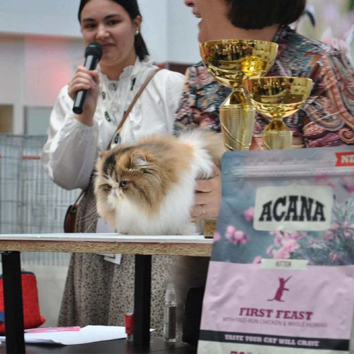 Pisica Persana Testata genetic si viral sterilizata