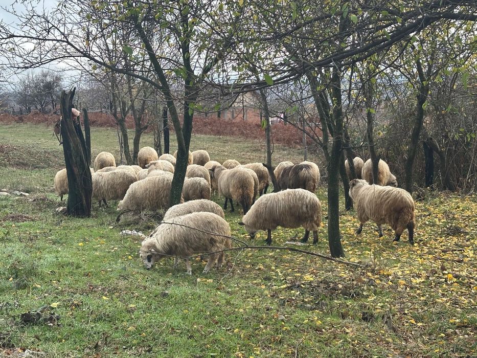 Vând la pachet oi și capre
