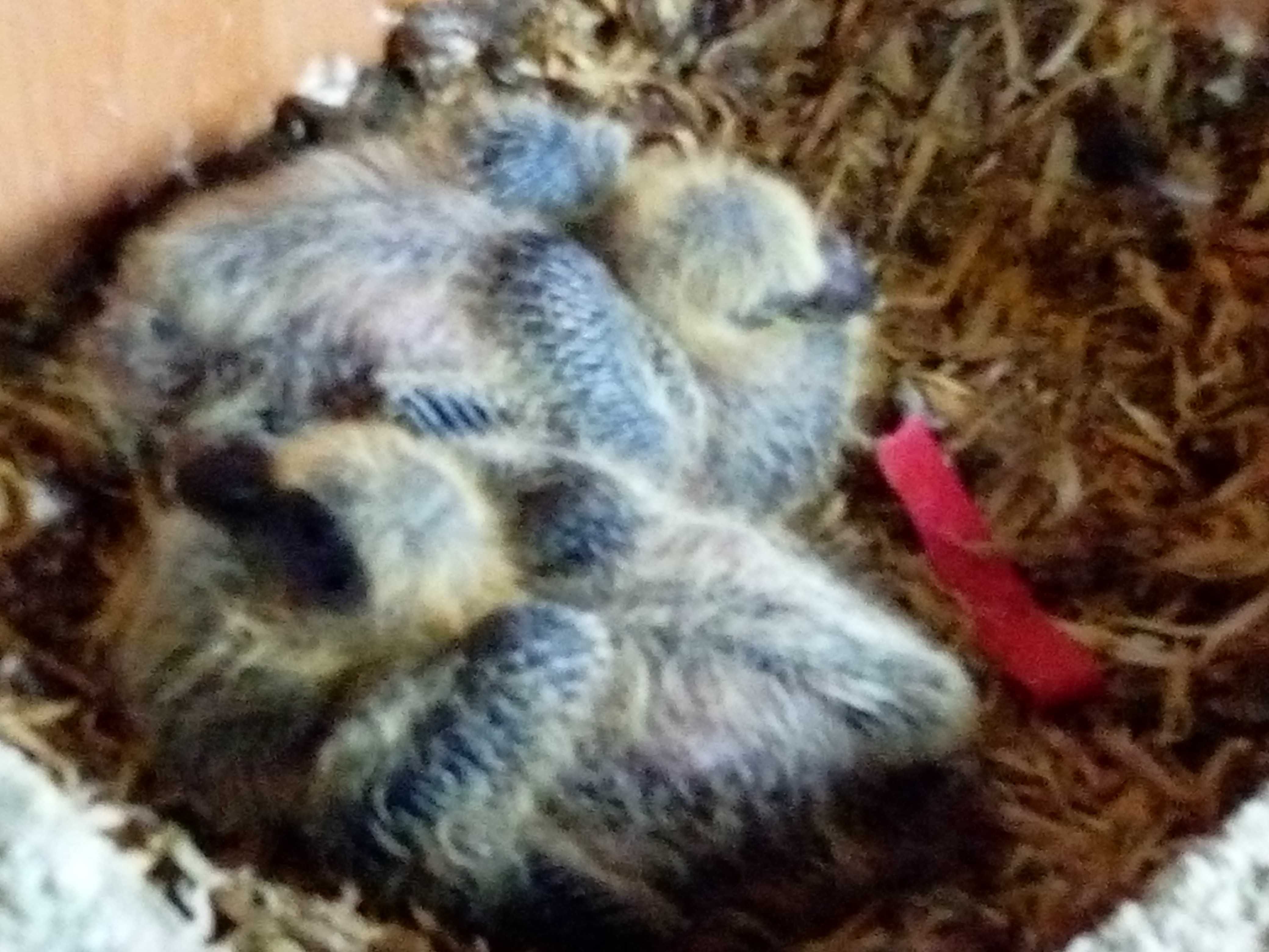Schimb/vand
 porumbei