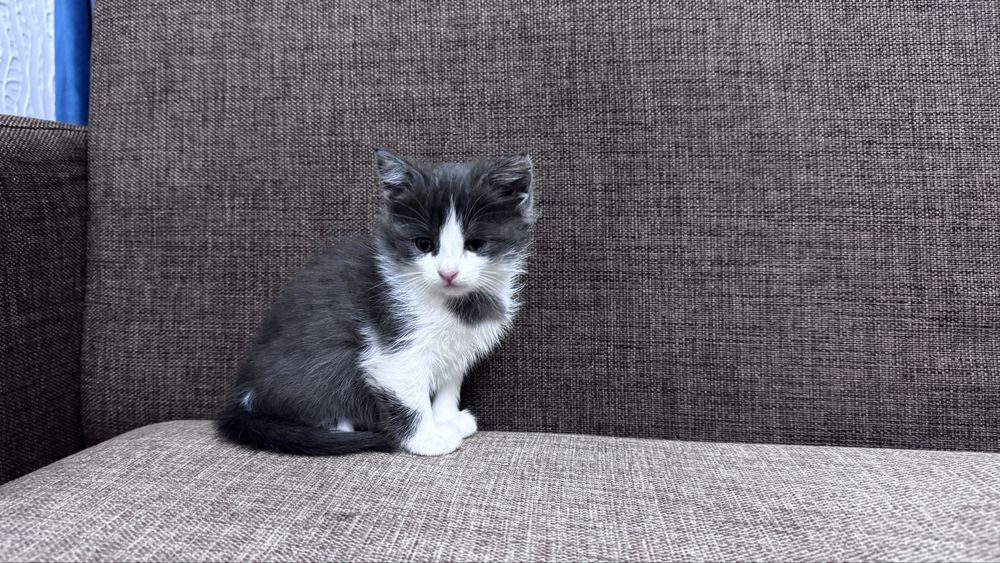 Раздадим бесплатно котят