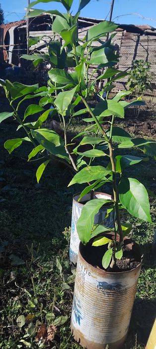 Лимонени дръвчета