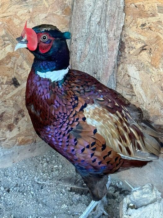 Fazani comuni si tenebros