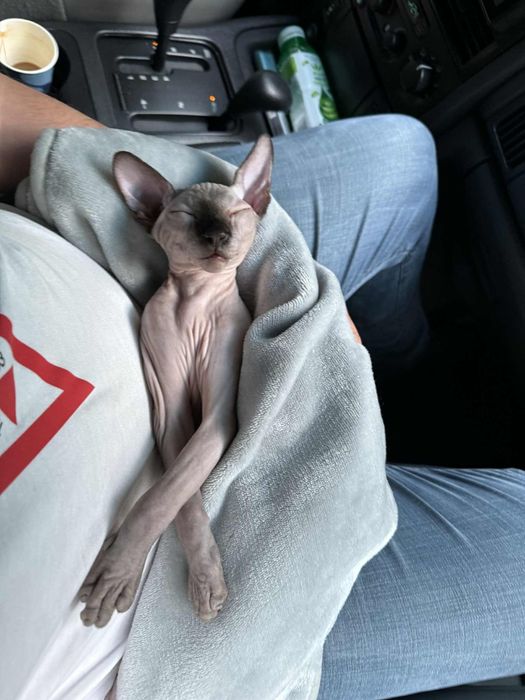 Котка канадски сфинкс