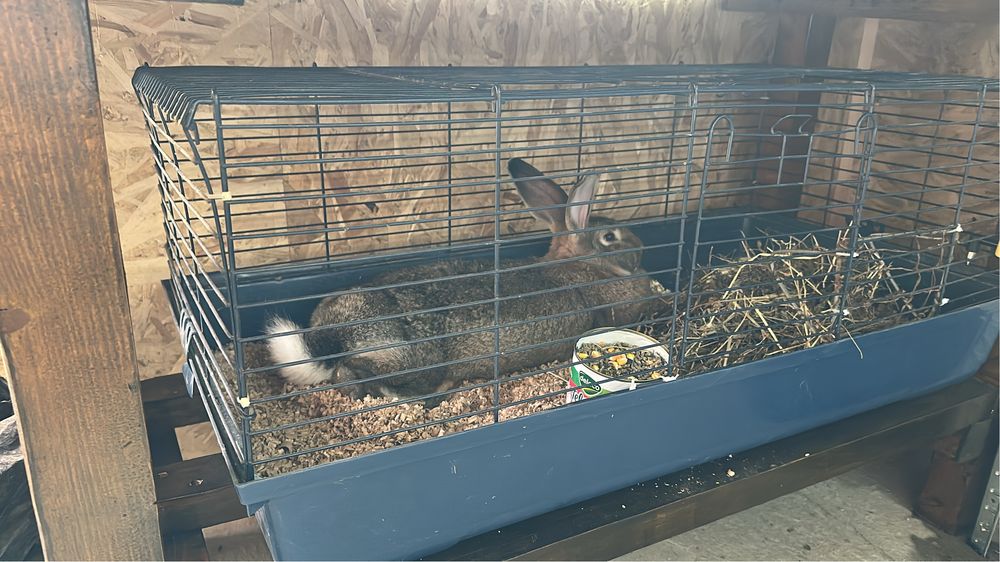 Vand pui Urias German