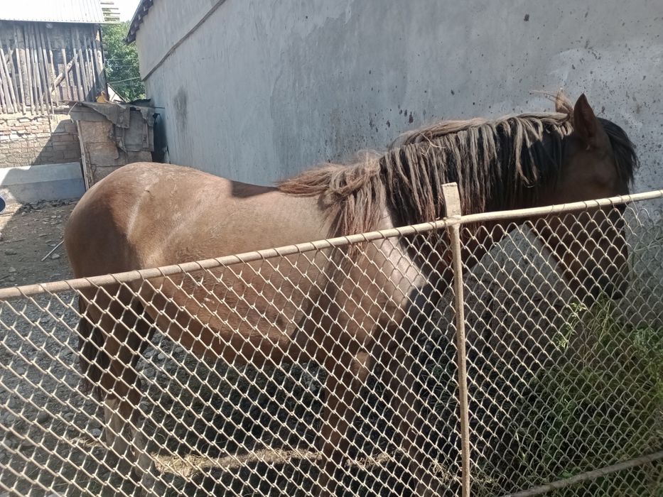 Mânză de un an și două luni preț 4000 de lei negociabil
