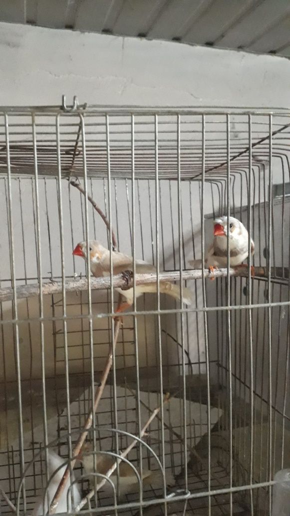 Амадинка птицы..