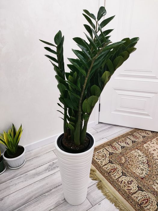 Комнатные растения. доставка