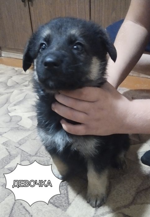 Готовы к продаже щенки немецкой овчарки