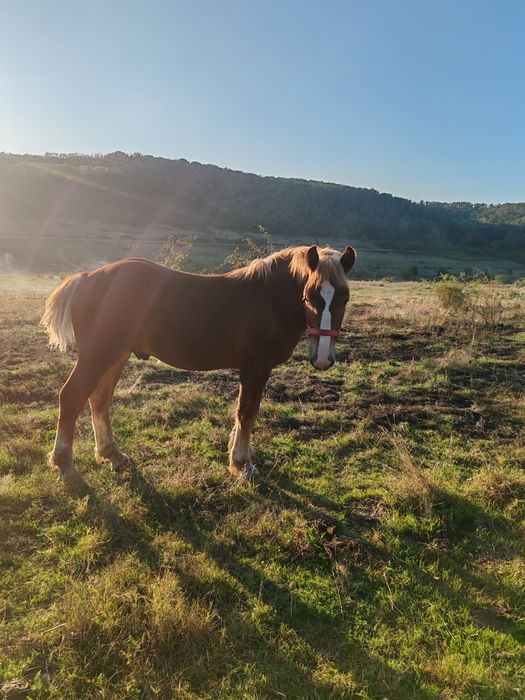 Manz, cal, armasar, harmasar de 6 luni
