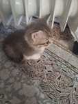 Кошка кот котенок