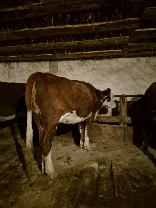 Продаётся телочка