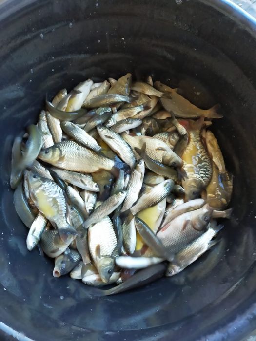 Cteno , crap , fitofag , novac .