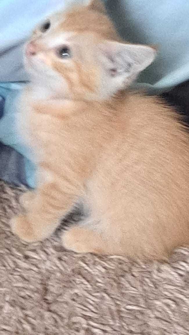 Бесплатно котята