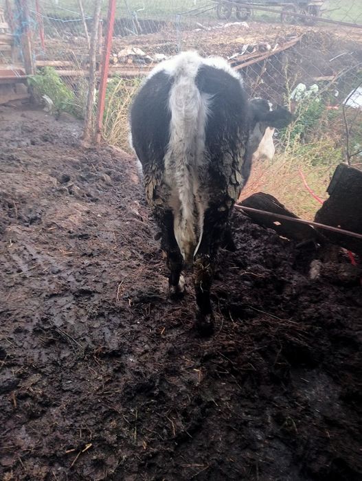 Vițea de vânzare înțărcată